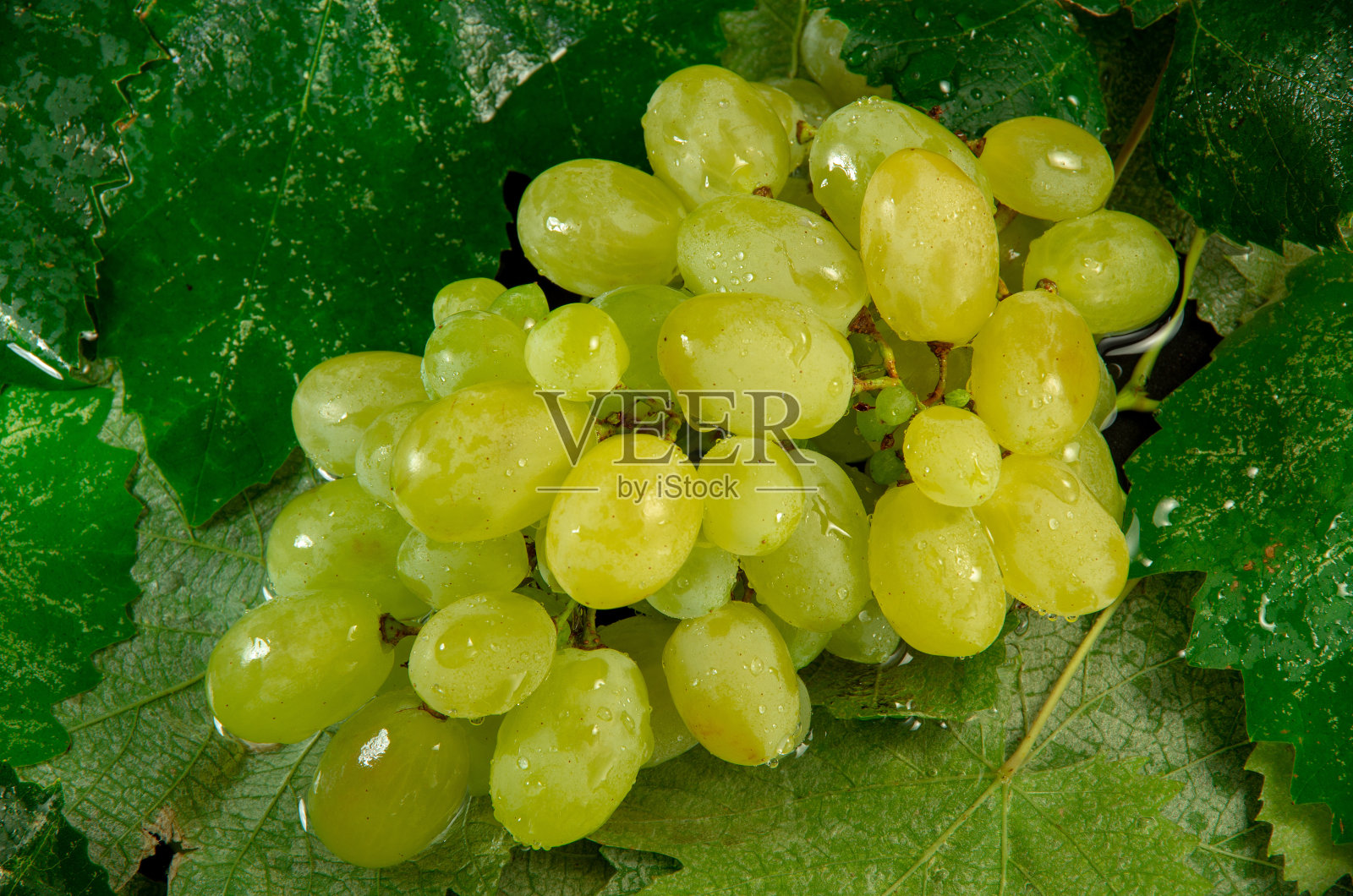 湿漉漉的一串葡萄，水滴在葡萄叶子上照片摄影图片