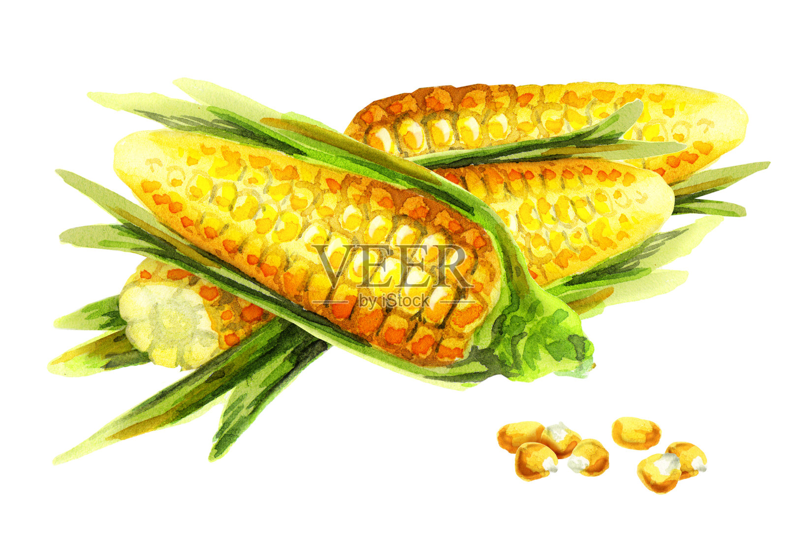 玉米水彩插画图片素材