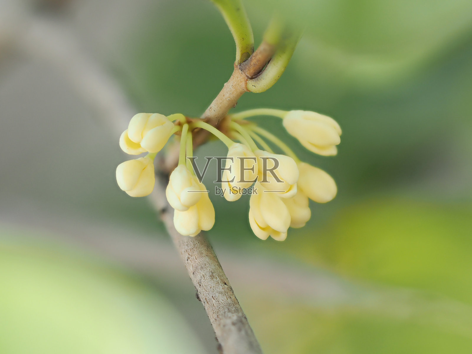 一群桂花或橄榄花在树上开花，近距离观看。照片摄影图片