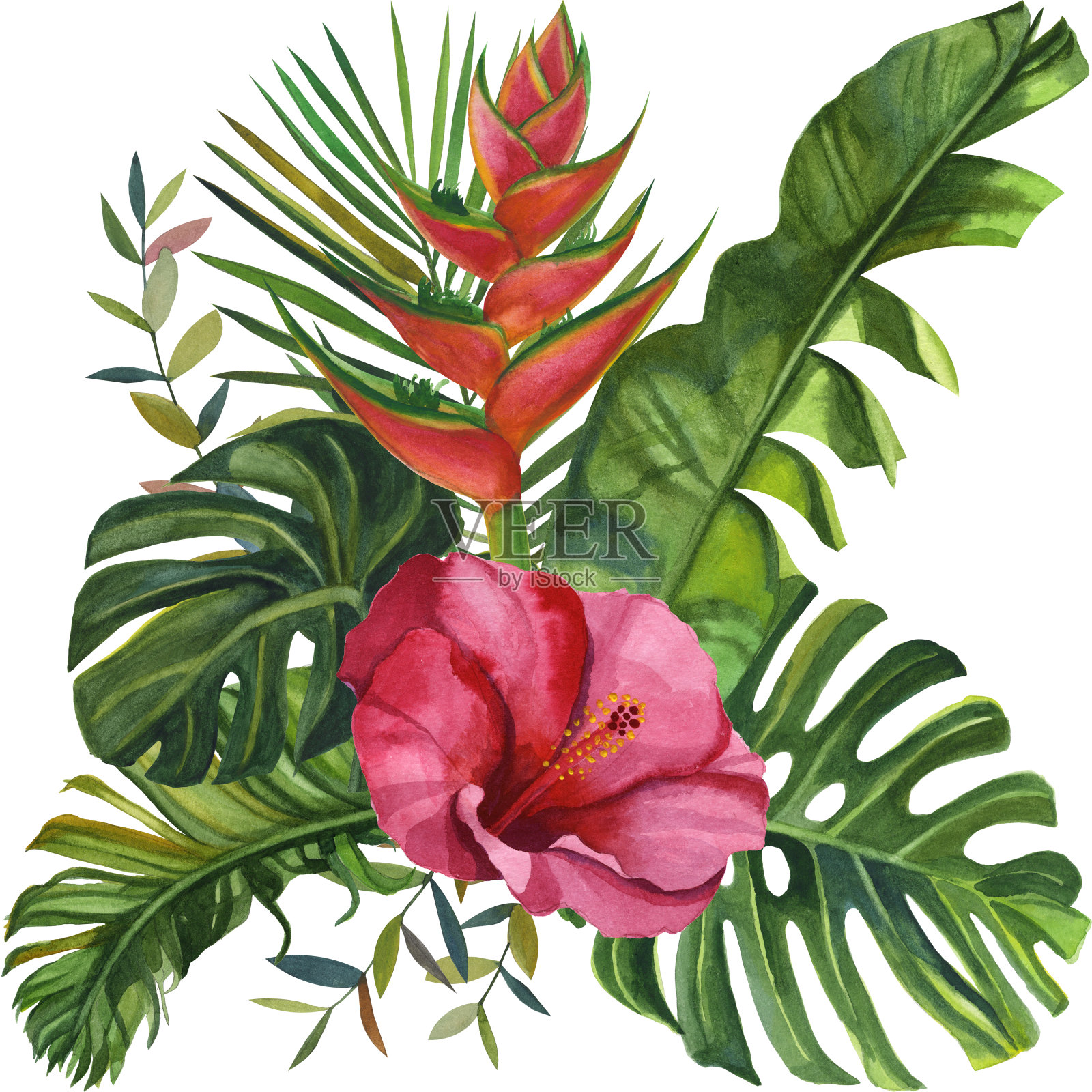水彩热带野生动物美丽的卡片。手绘丛林自然、木槿花卉插画插画图片素材