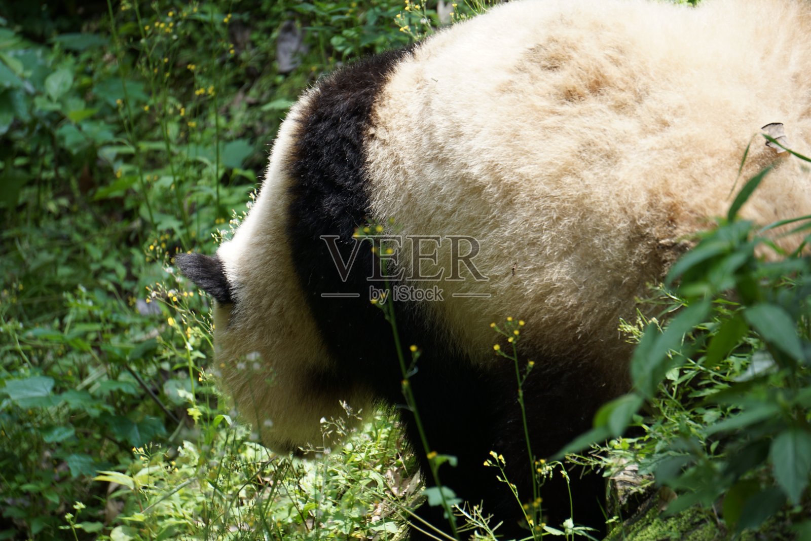 熊猫幼崽照片摄影图片
