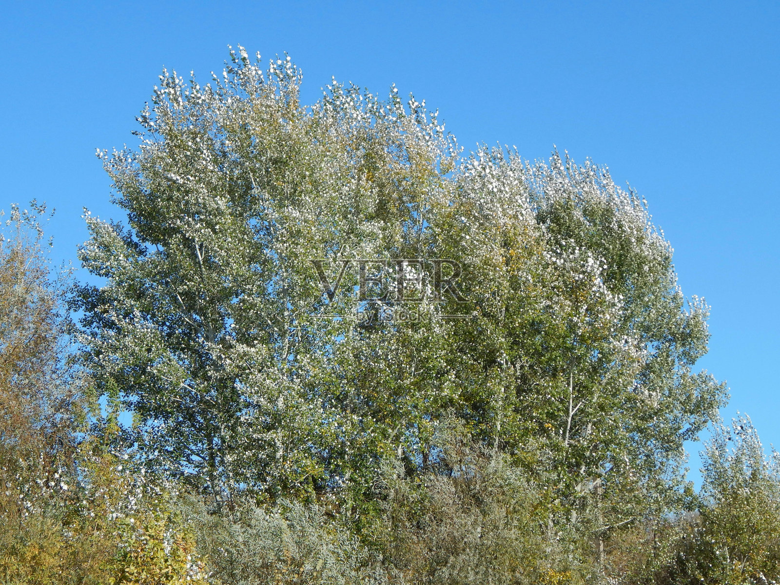 白杨树。九月，这些树把白杨树染成了银白色。美丽的秋天的风景。照片摄影图片