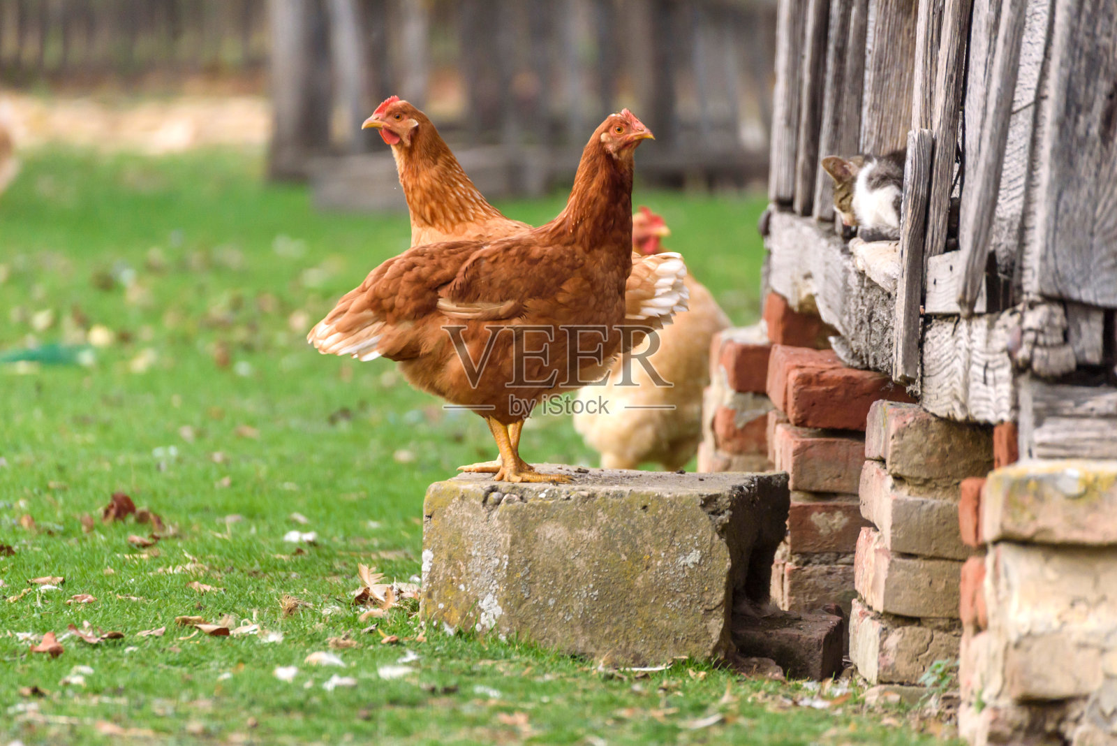 农场里的鸡照片摄影图片