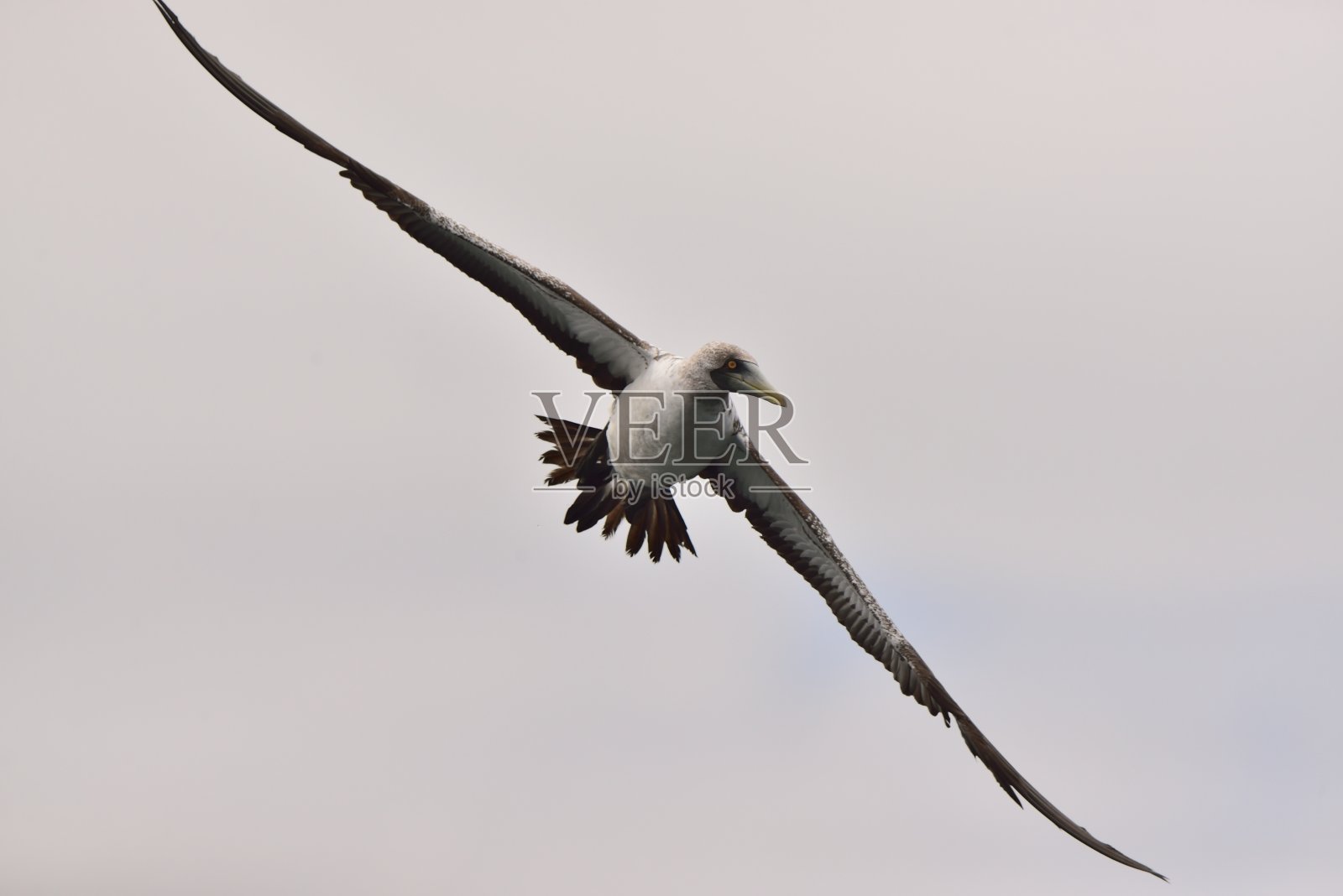 红脚鲣鸟狩猎照片摄影图片