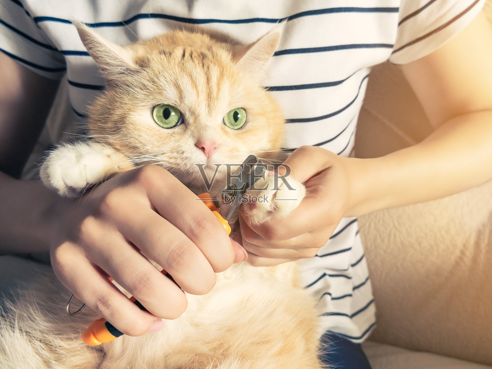 一个小女孩剪了一只漂亮的奶油色小猫的爪子，它有一双绿色的眼睛照片摄影图片