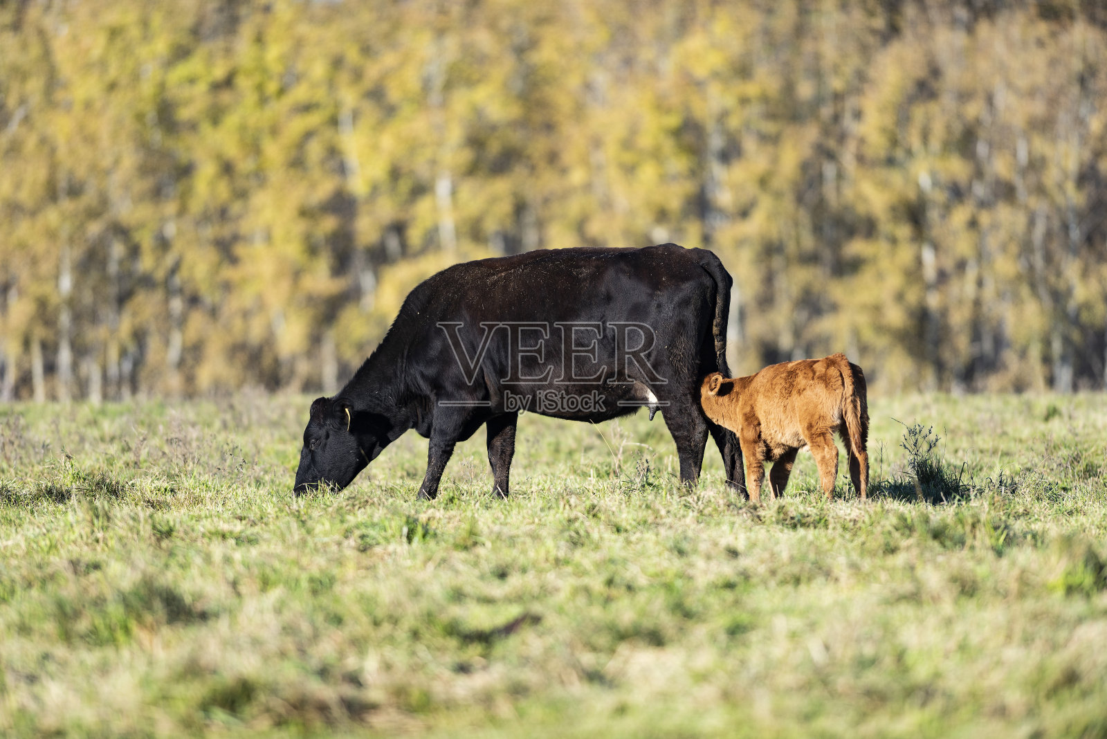 一头黑色的安格斯母牛和她的小牛照片摄影图片