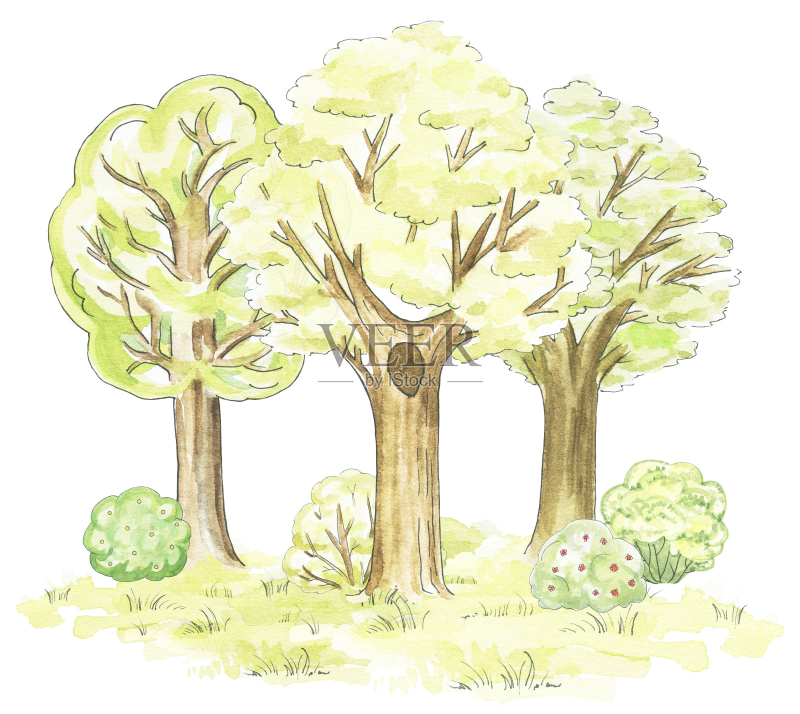 水彩画树，草和灌木插画图片素材