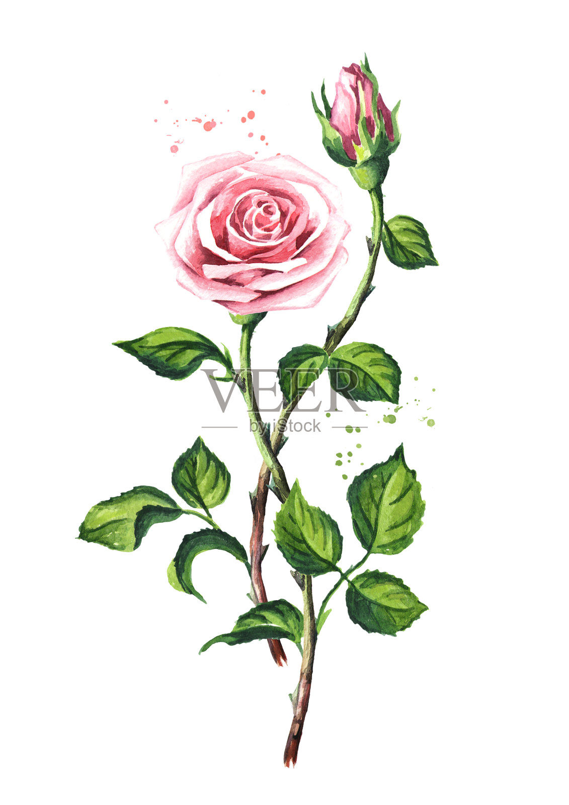 粉红色的玫瑰。水彩手绘插图，孤立的白色背景插画图片素材