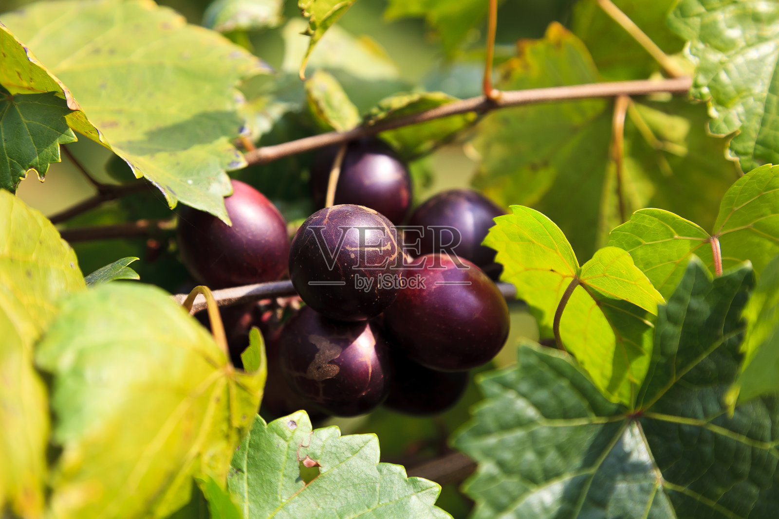 麝香葡萄深紫色葡萄生长在藤上照片摄影图片