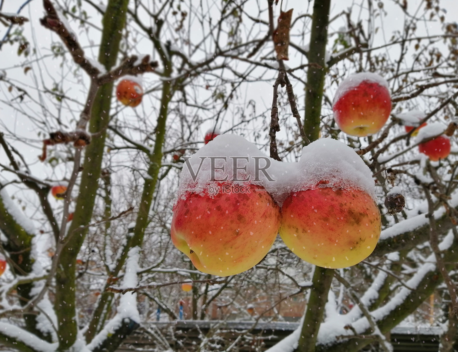 雪落在挂在树枝上的成熟苹果上。照片摄影图片