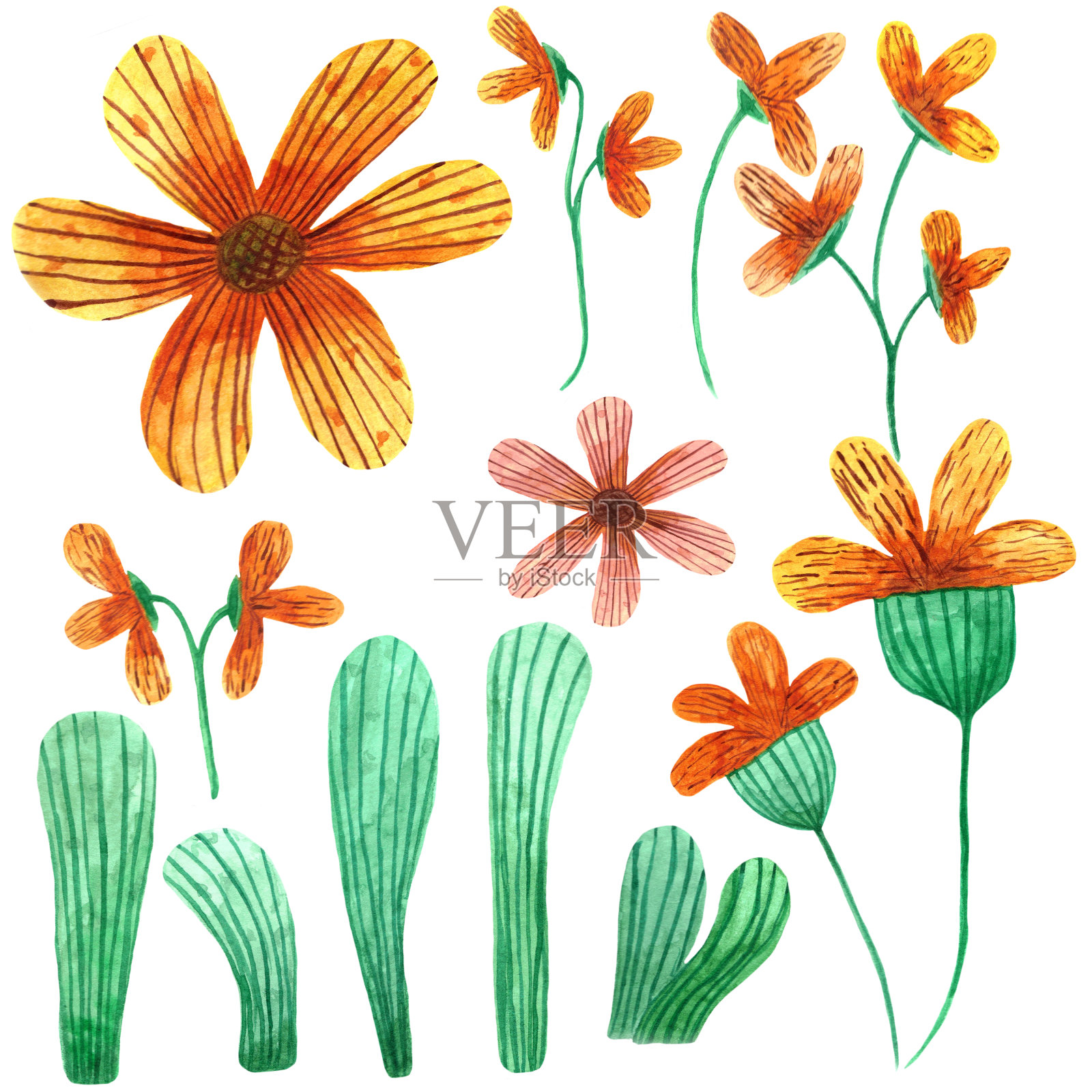 一套橙色的花与绿色的叶子画水彩插画图片素材