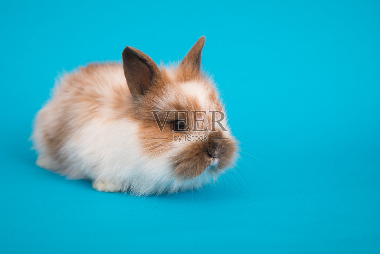 可爱的小兔子照片摄影图片