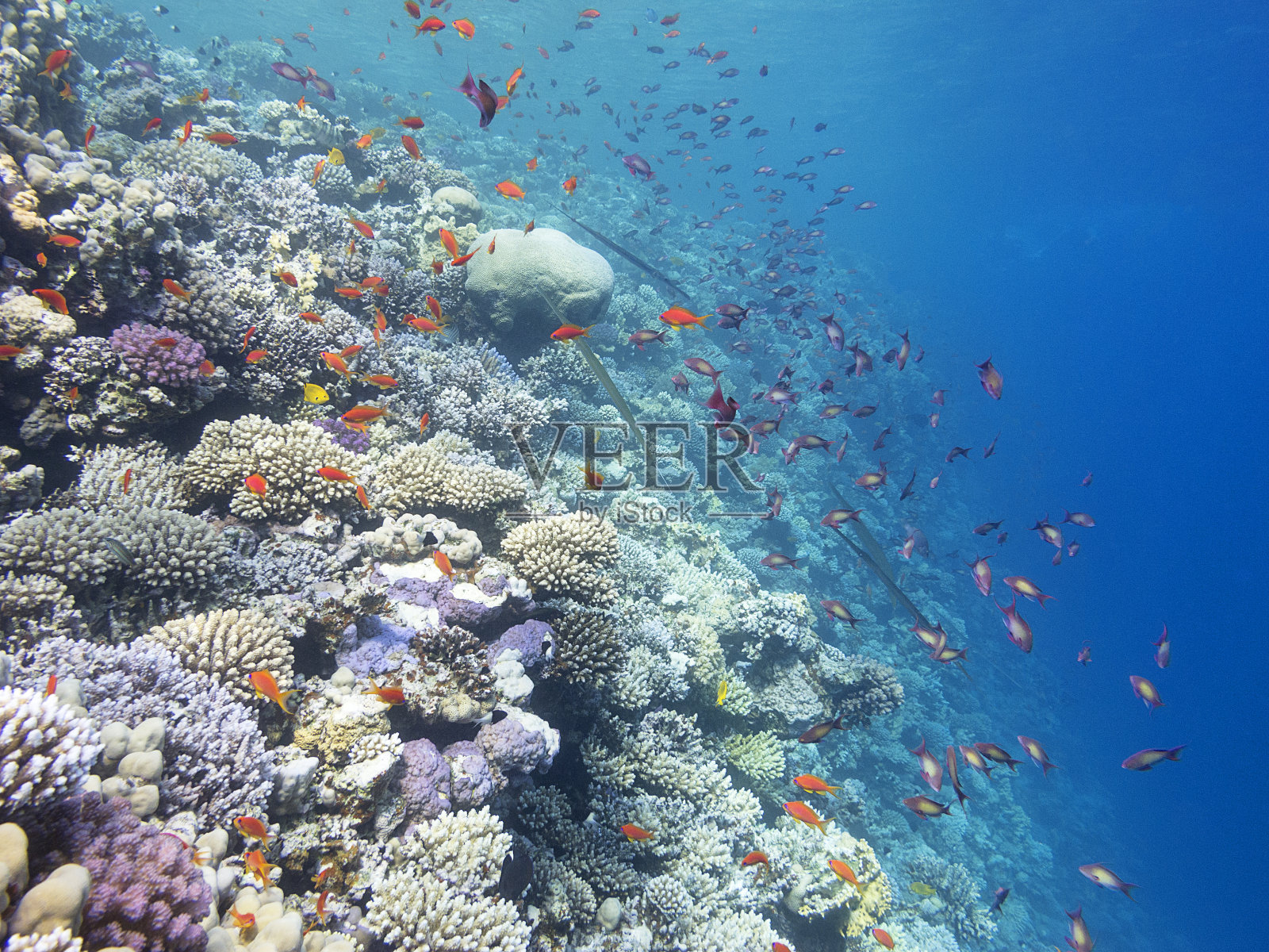 五彩缤纷的热带海底珊瑚礁，水下景观照片摄影图片