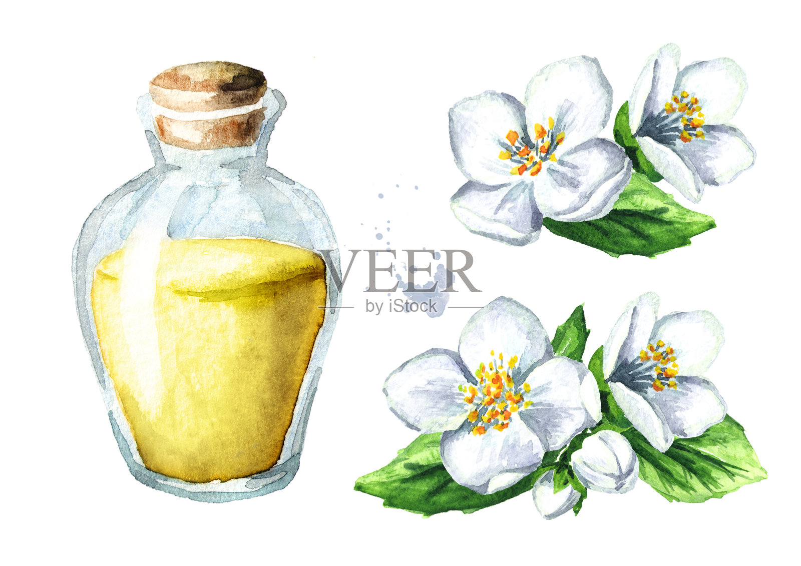 白色茉莉花和精油集。水疗和芳香疗法。水彩手绘插图，孤立的白色背景插画图片素材