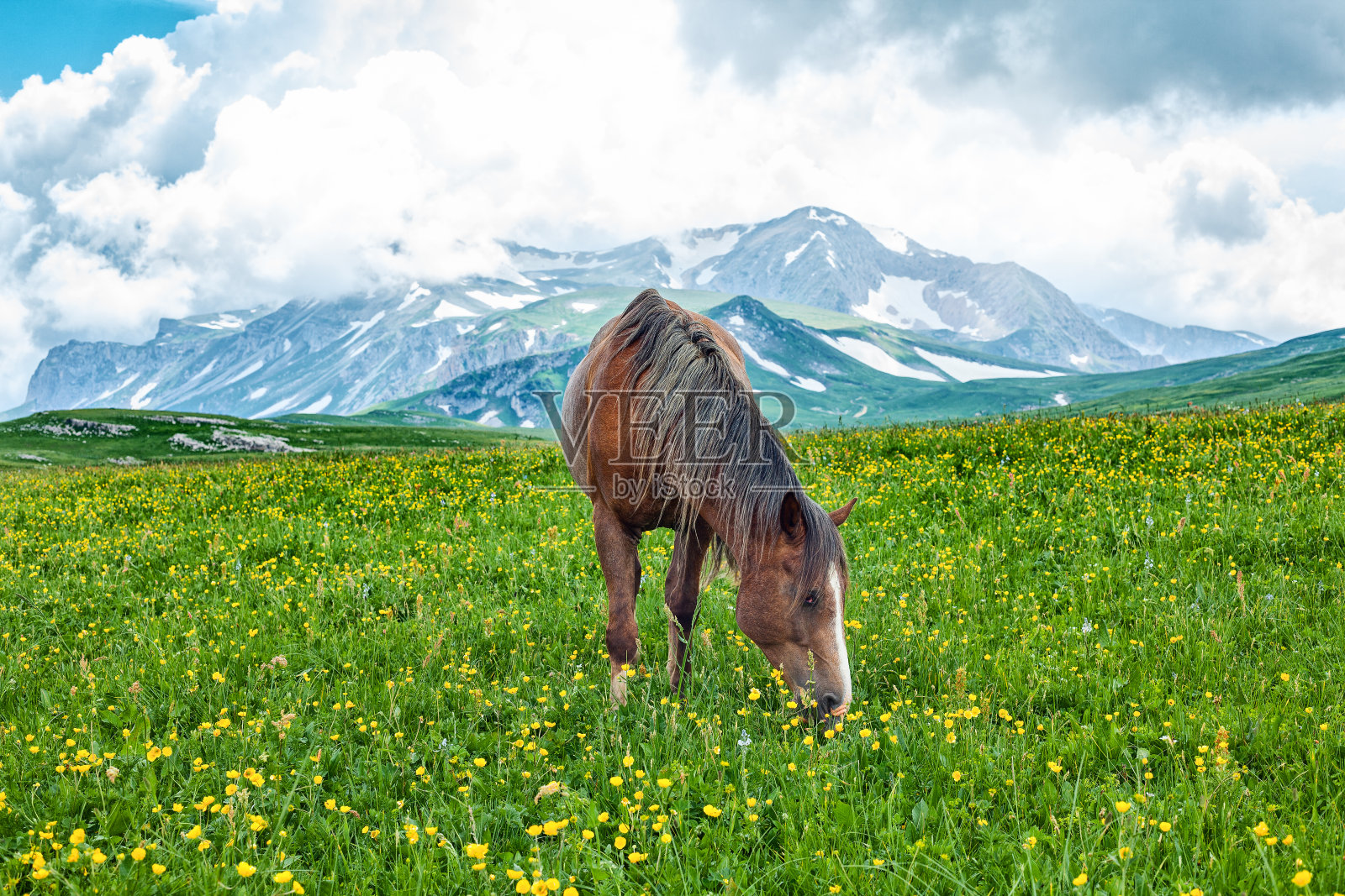 在山谷里吃草的马照片摄影图片