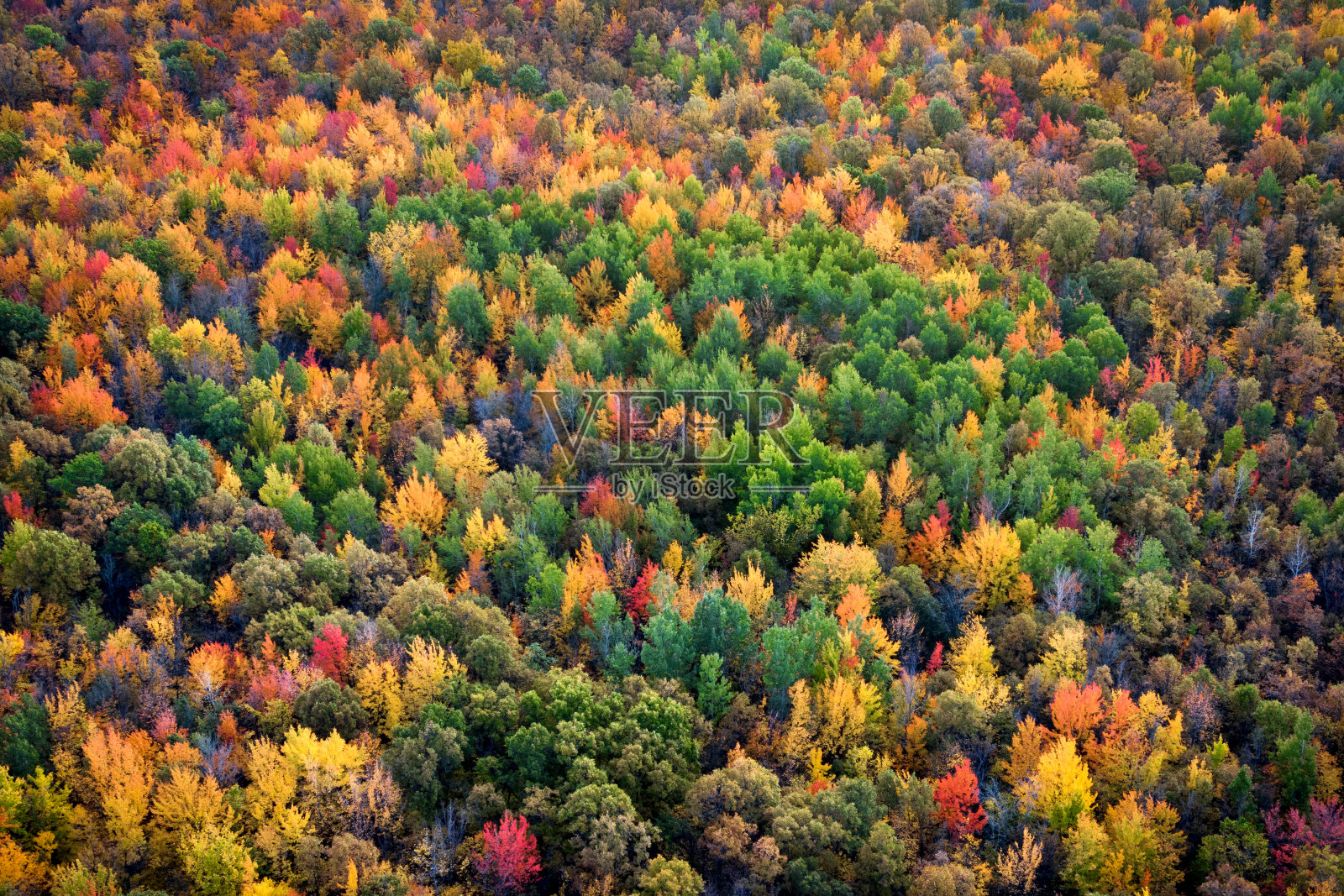 枫叶树叶改变颜色在魁北克，加拿大，秋天的季节背景照片摄影图片