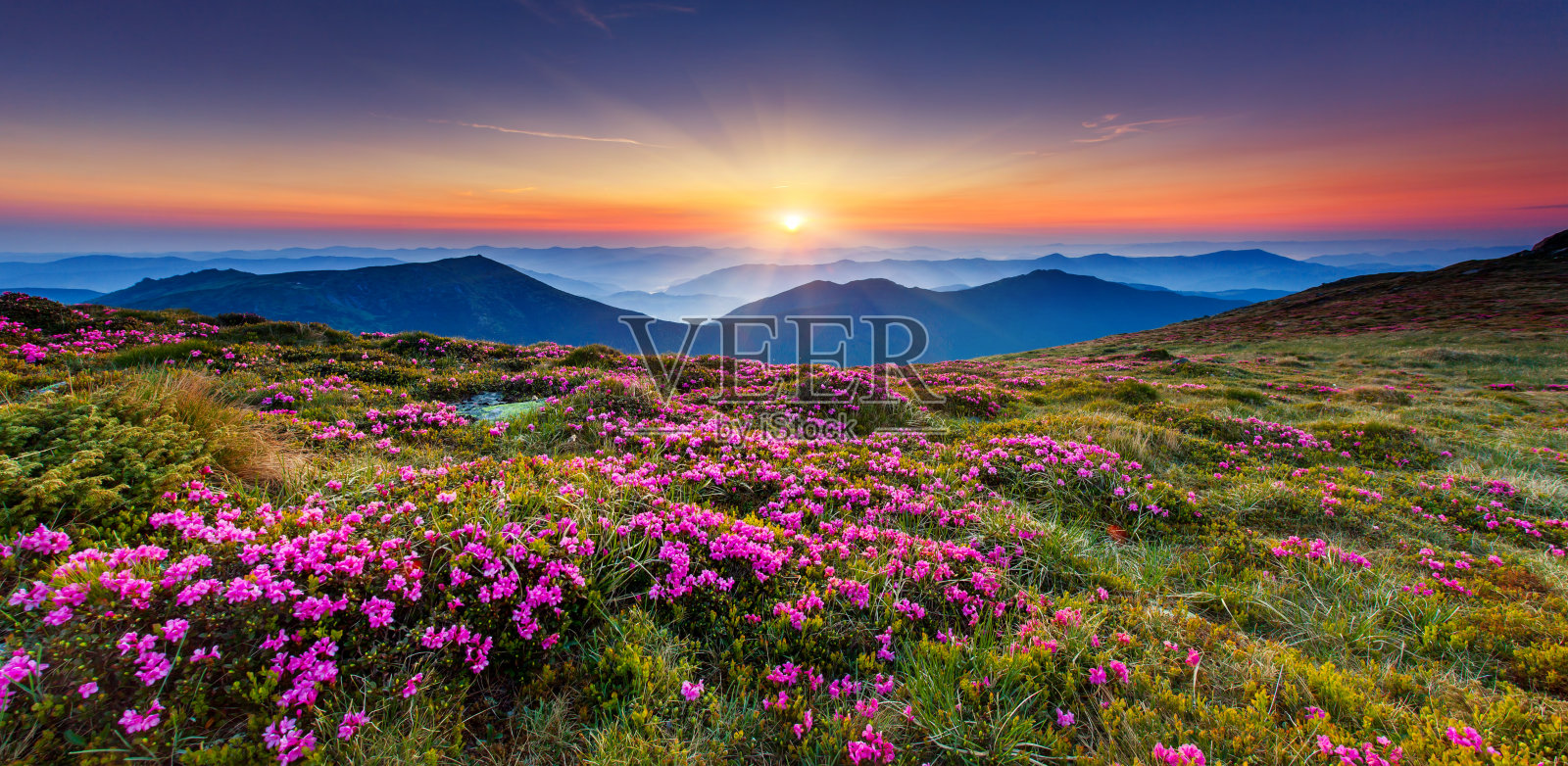 夏日山上神奇的粉红色杜鹃花。喀尔巴阡山脉的,乌克兰。照片摄影图片