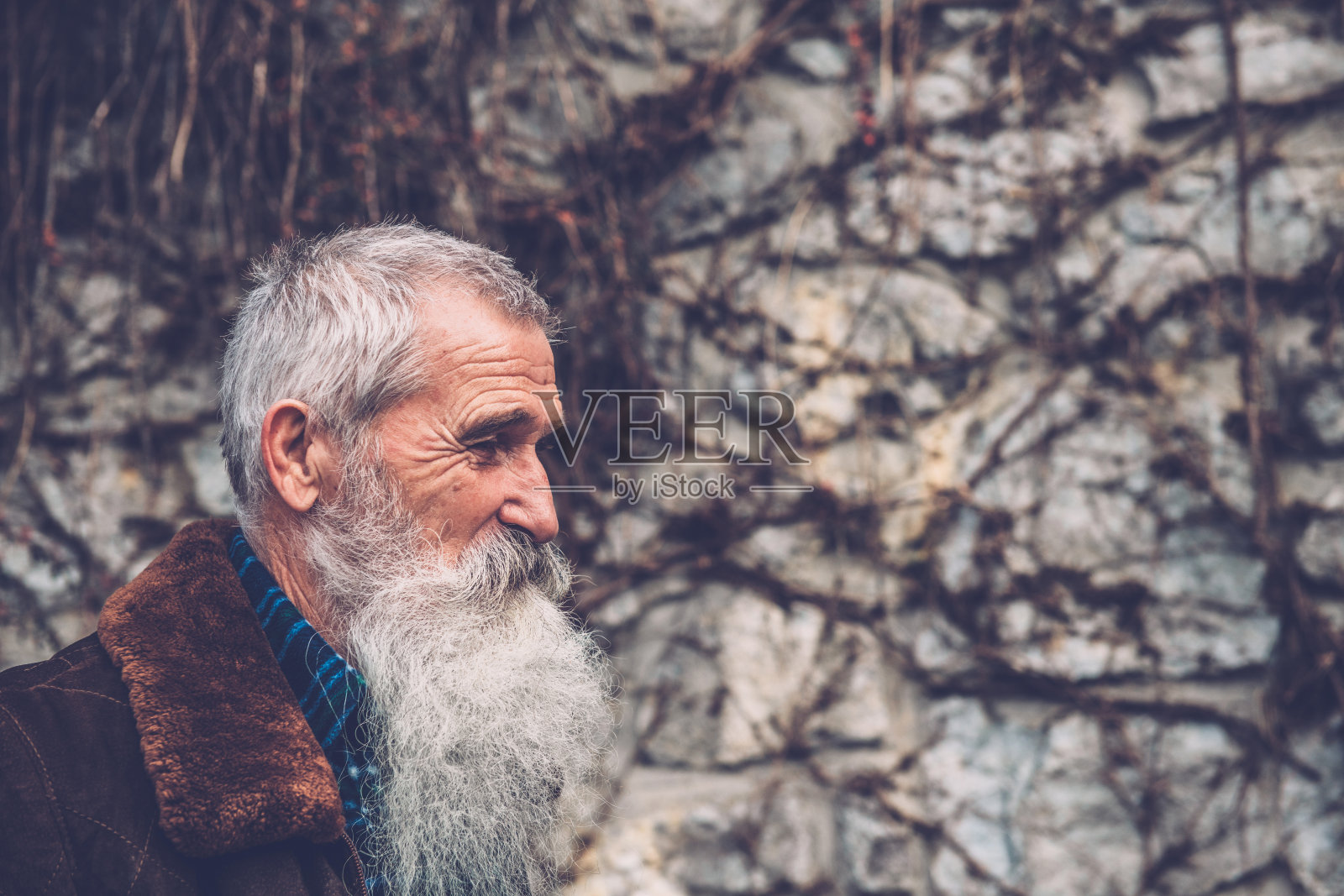 一位年长男子的肖像与白胡子在墙壁前攀援植物，流血，斯洛文尼亚，欧洲照片摄影图片