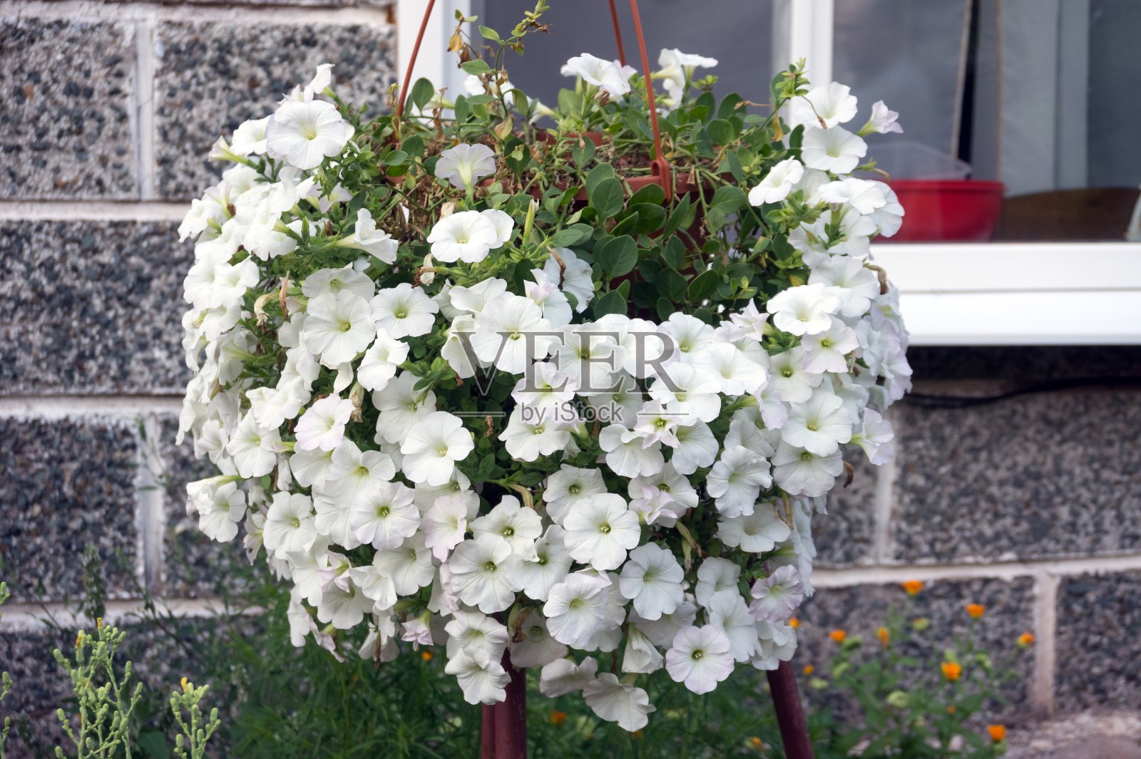 屋外挂着一个盛开着白色矮牵牛花的花盆。照片摄影图片