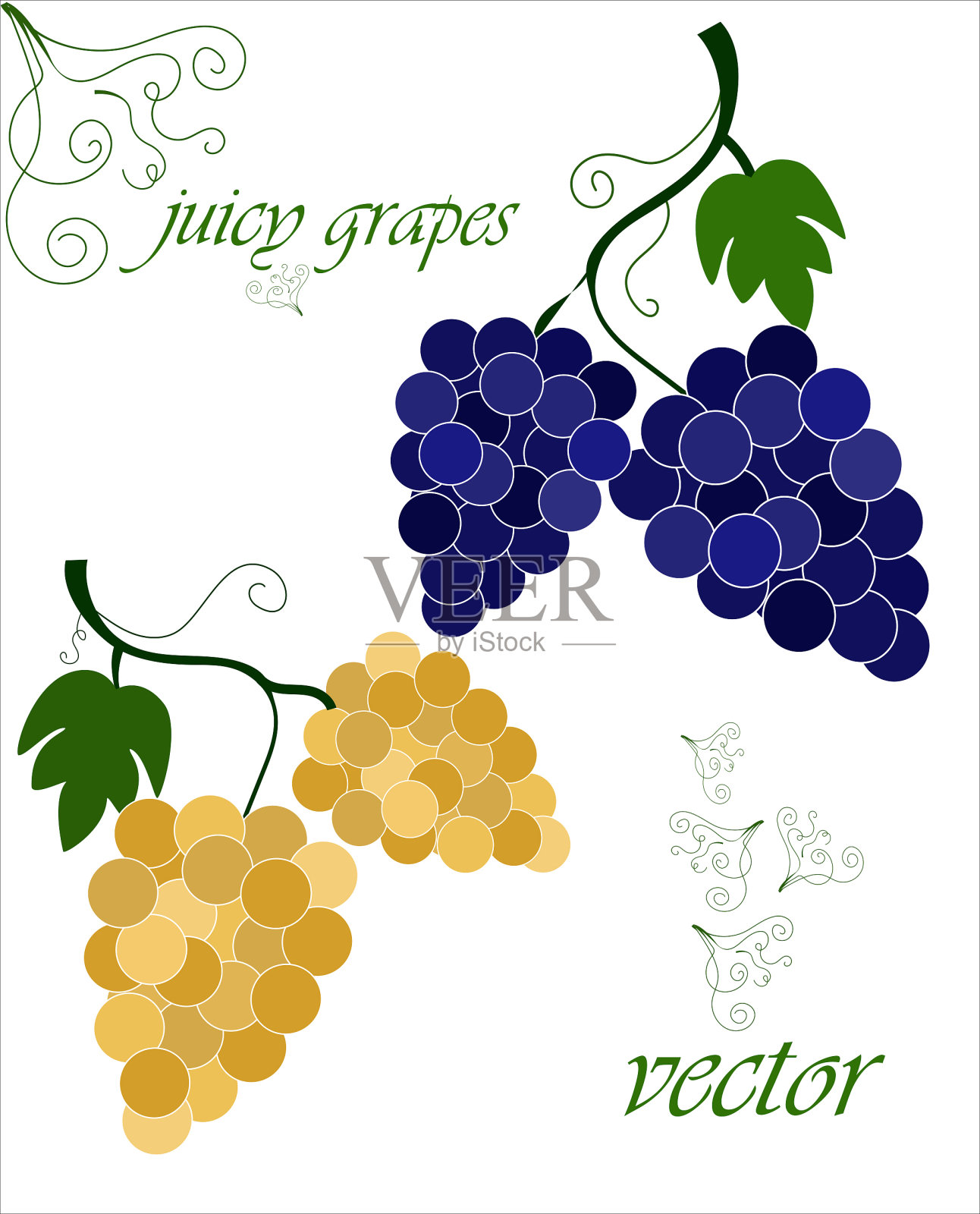 葡萄有两串，黄色和深蓝色，有细微差别。向量。插画图片素材