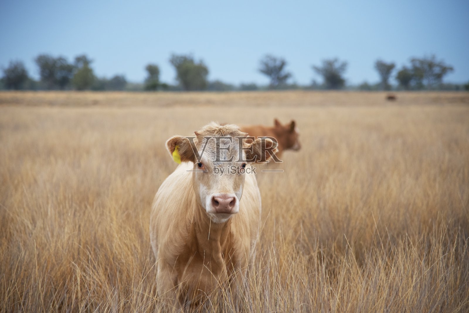 干草中的肉牛照片摄影图片