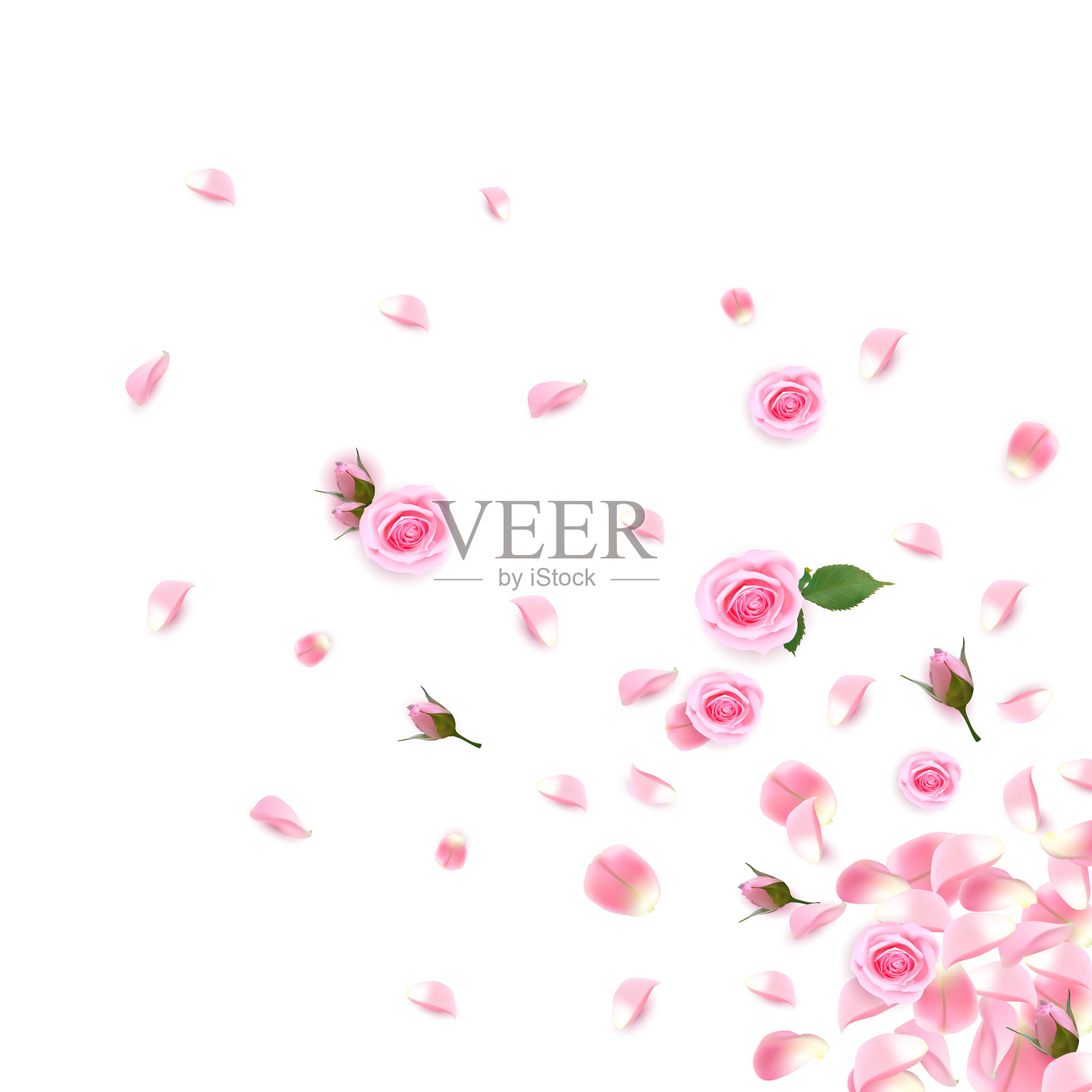 背景与现实的粉红色玫瑰和玫瑰花瓣。粉红色的玫瑰花瓣孤立在白色的背景上插画图片素材