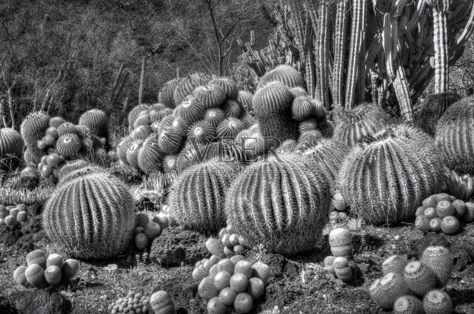 沙漠仙人掌收集在红外黑白照片摄影图片