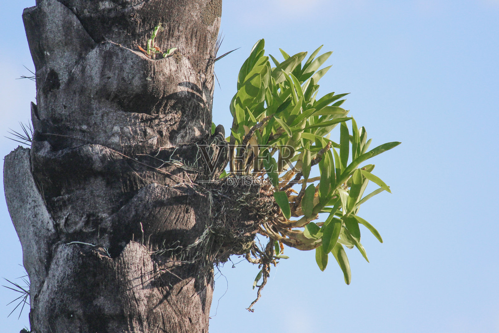 棕榈树上的寄生植物照片摄影图片