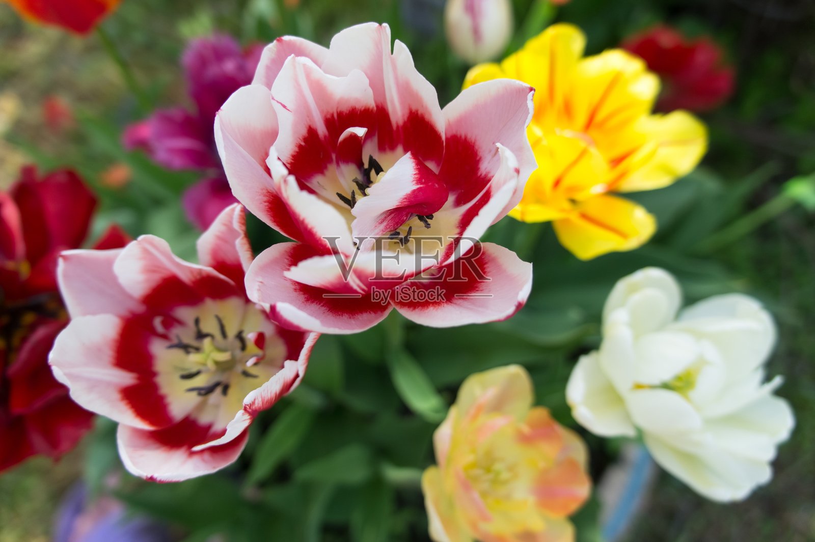 春天，五颜六色的郁金香在花园的床上盛开。从以上观点。照片摄影图片