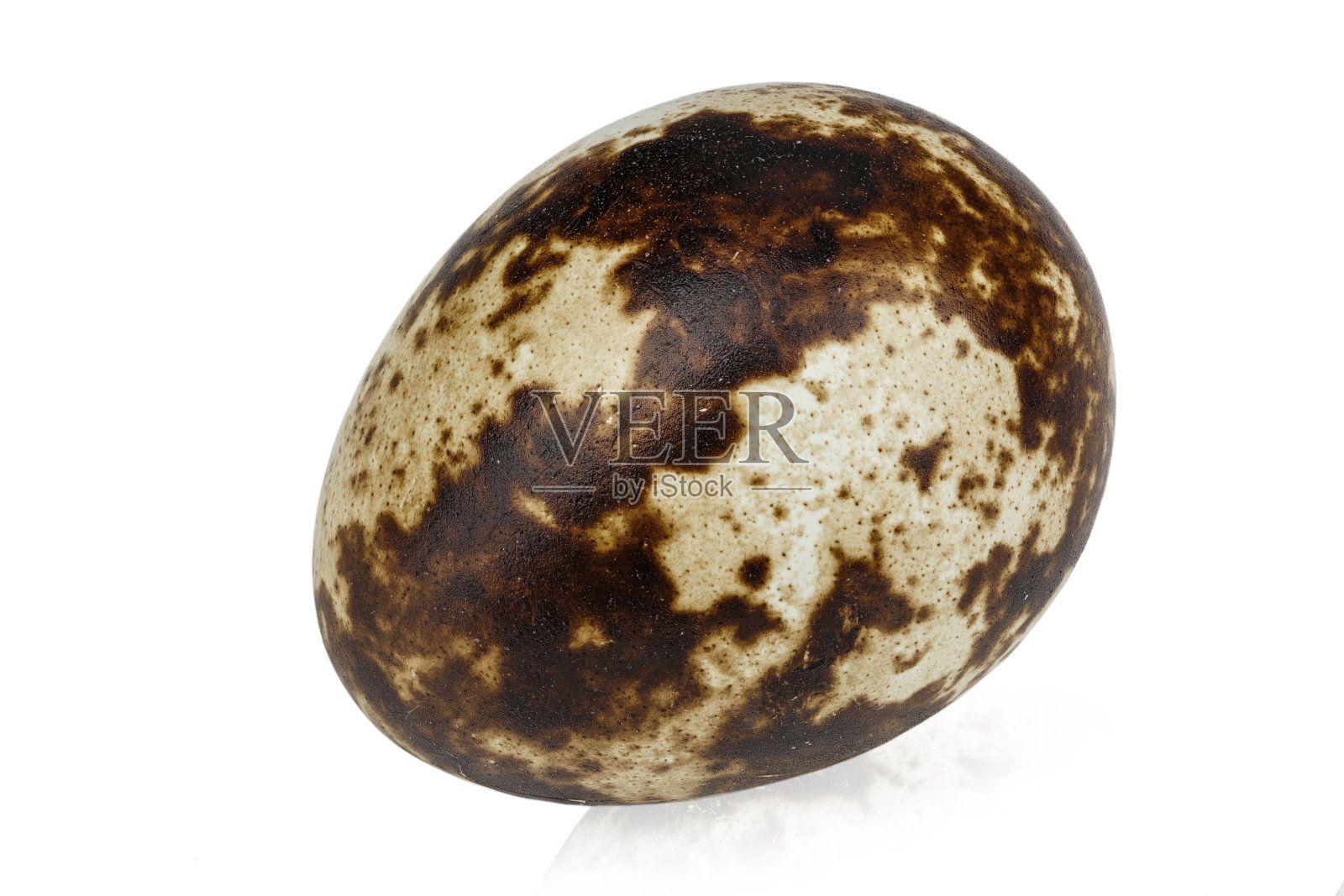 一个鹌鹑蛋孤立在白色背景上。照片摄影图片