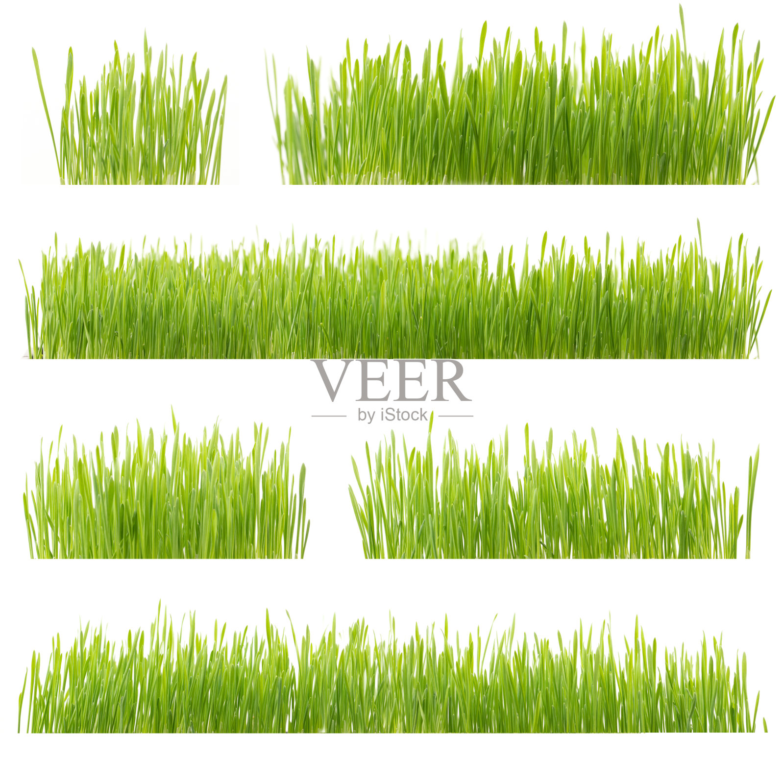 新鲜的绿色小麦草孤立在白色的背景照片摄影图片
