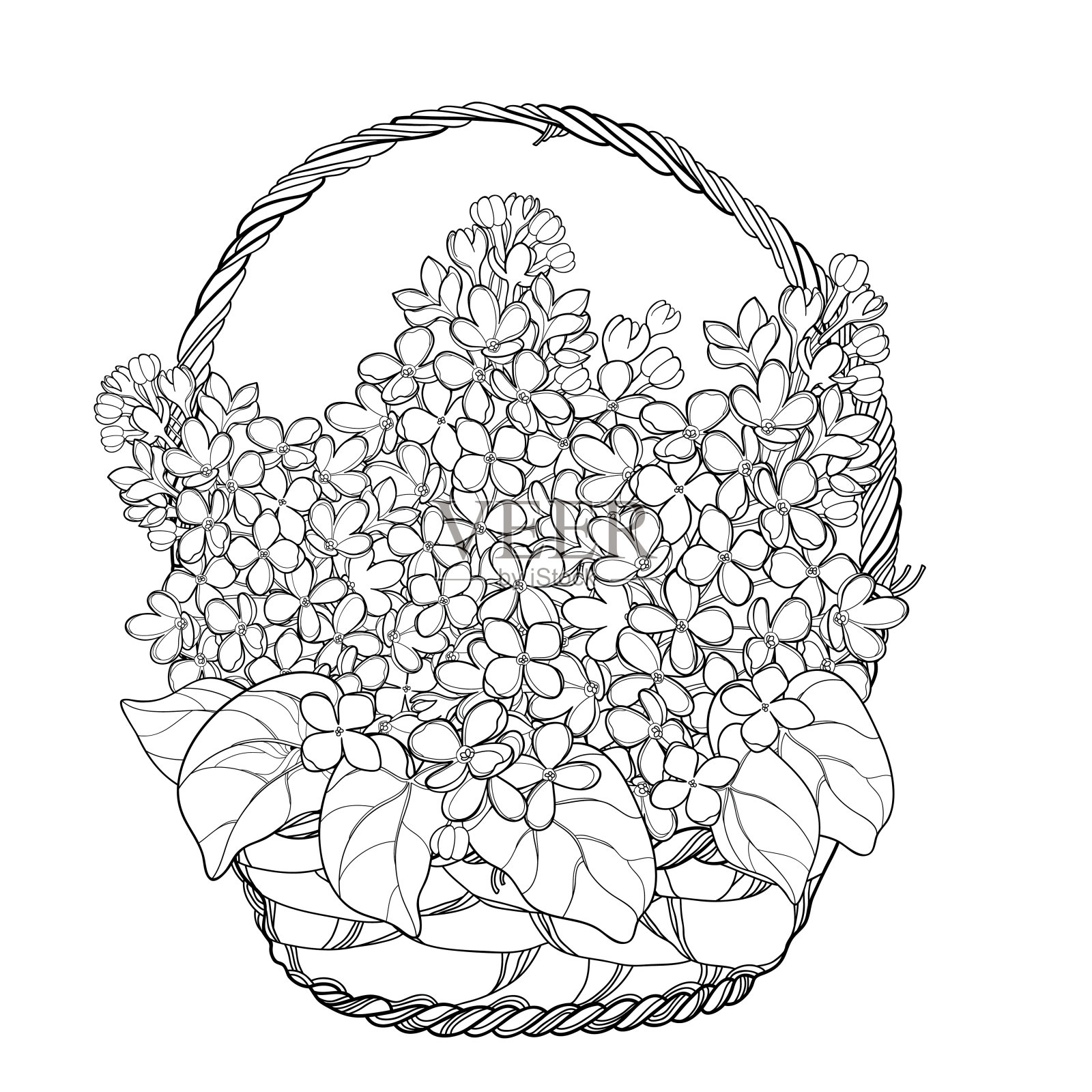 矢量柳条篮子与束的轮廓丁香或丁香花，芽和华丽的叶在黑色孤立在白色的背景。插画图片素材
