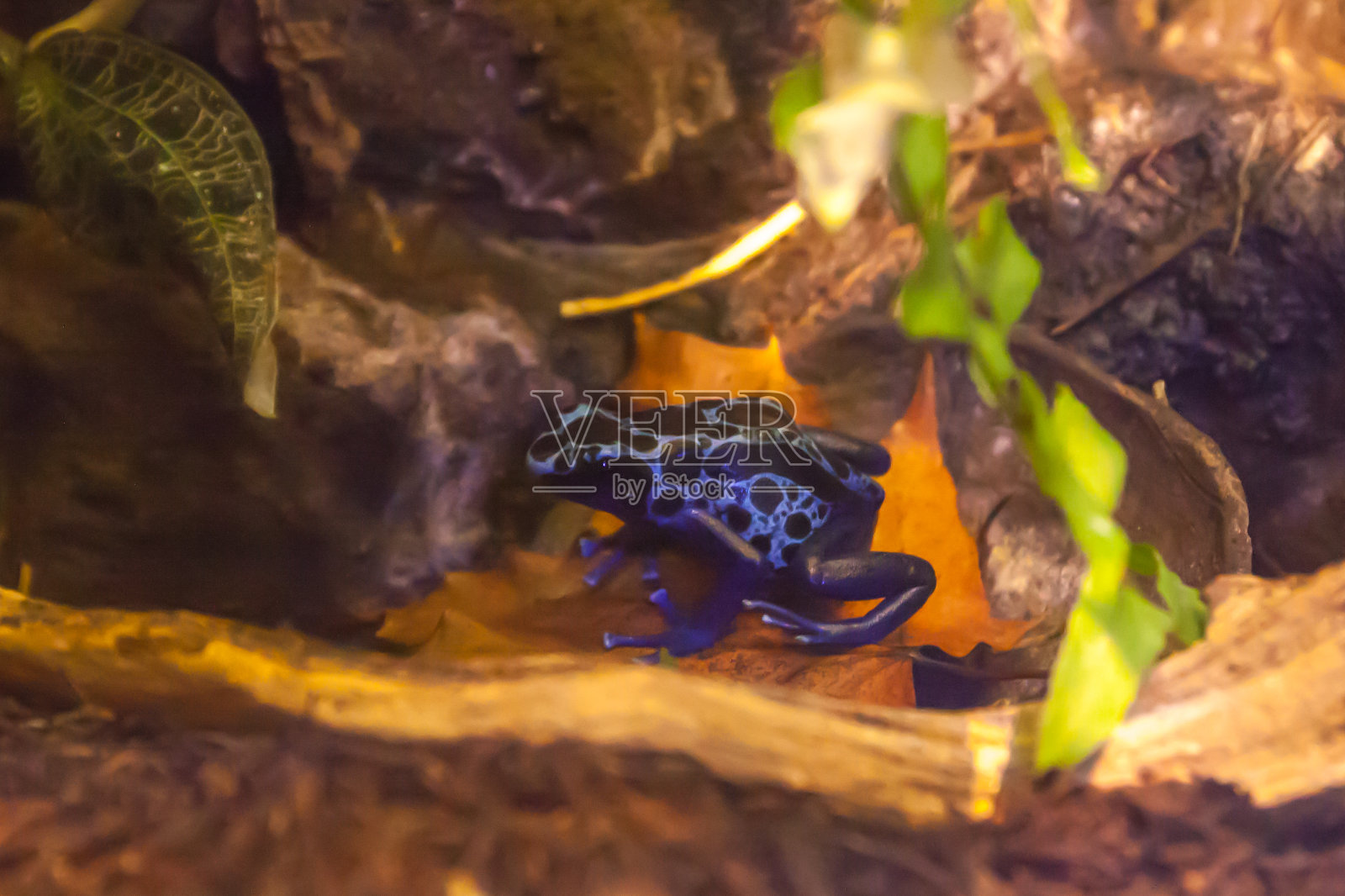 蓝色箭毒蛙-玻璃饲养箱中的黄绿石斛照片摄影图片