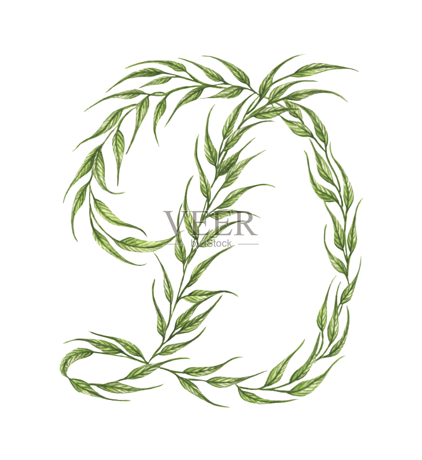字母D，绿叶孤立在白色背景上的字母。水彩插图。插画图片素材