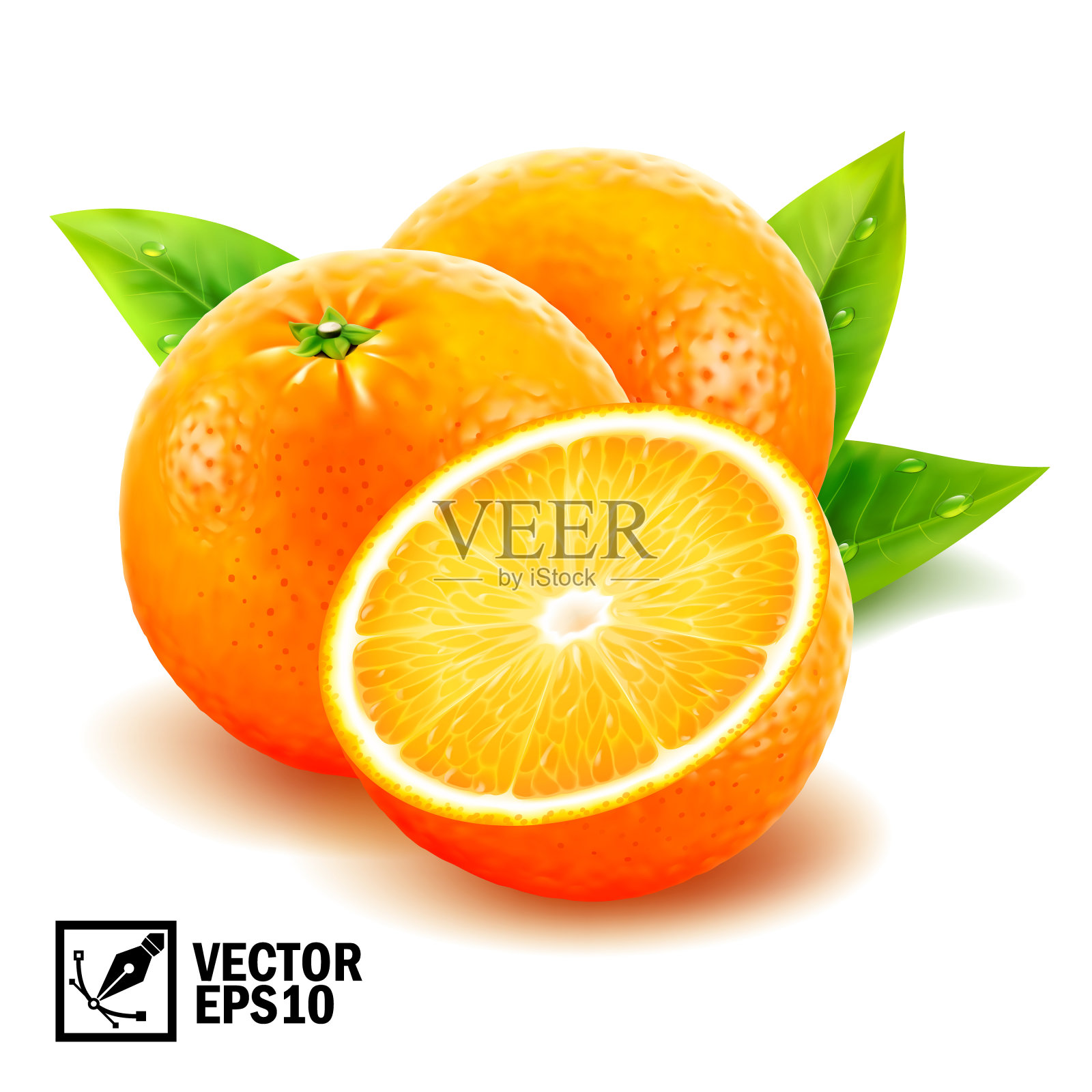 真实的向量设置新鲜的整个橙子和切片橙子与树叶和露珠。可编辑的手工制作的网插画图片素材