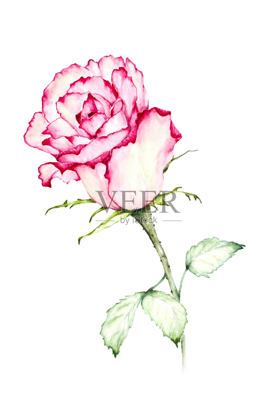 水彩画红玫瑰-插图。插画图片素材