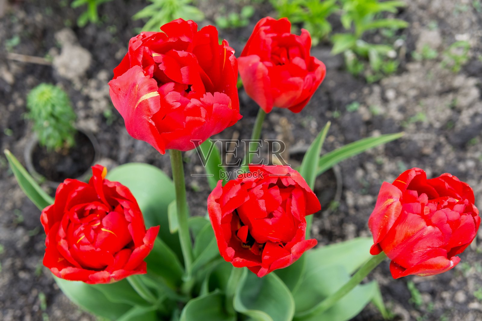 春天，一群红色郁金香在花园的花坛上绽放。从以上观点。照片摄影图片