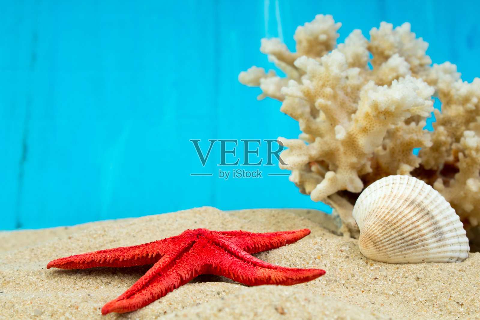 海沙、海星、珊瑚和卵石为背景。其他的概念。前视图。照片摄影图片