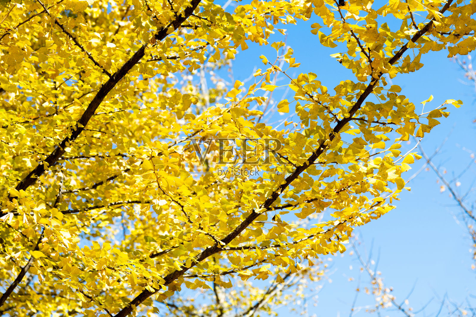 林中有黄色的银杏树照片摄影图片