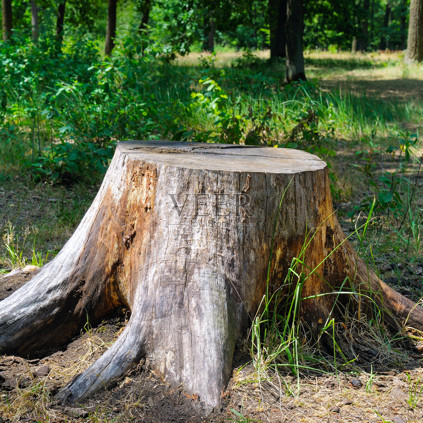 夏日公园里的老树桩。照片摄影图片