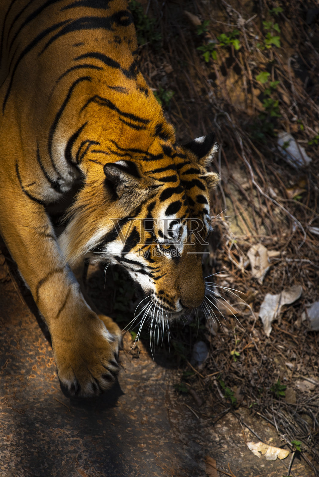 老虎正在小心地走着。照片摄影图片