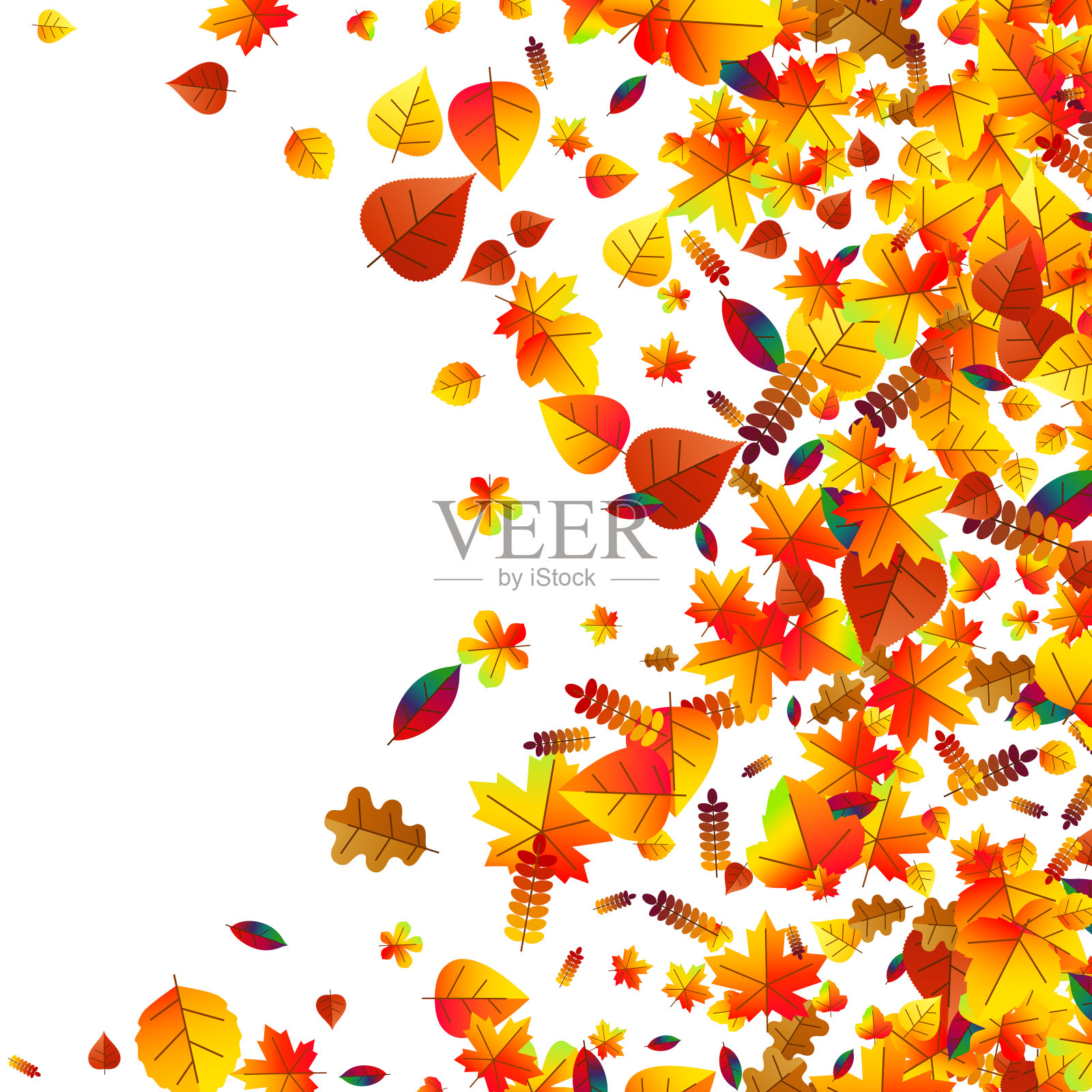 秋叶散落的背景。橡树、枫木和花楸插画图片素材