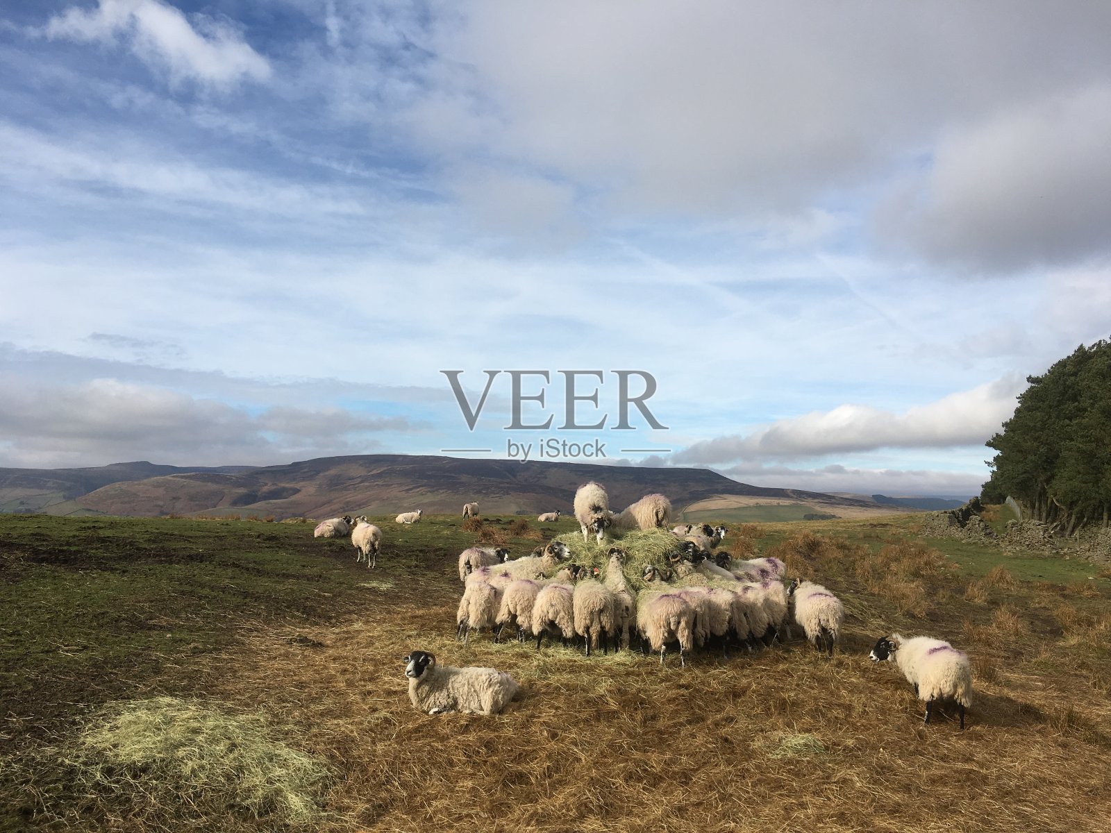 羊吃干草，峰区照片摄影图片