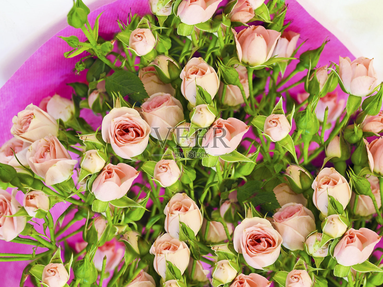 新鲜的玫瑰花束-粉红色的玫瑰花蕾-盛开的春天的花照片摄影图片