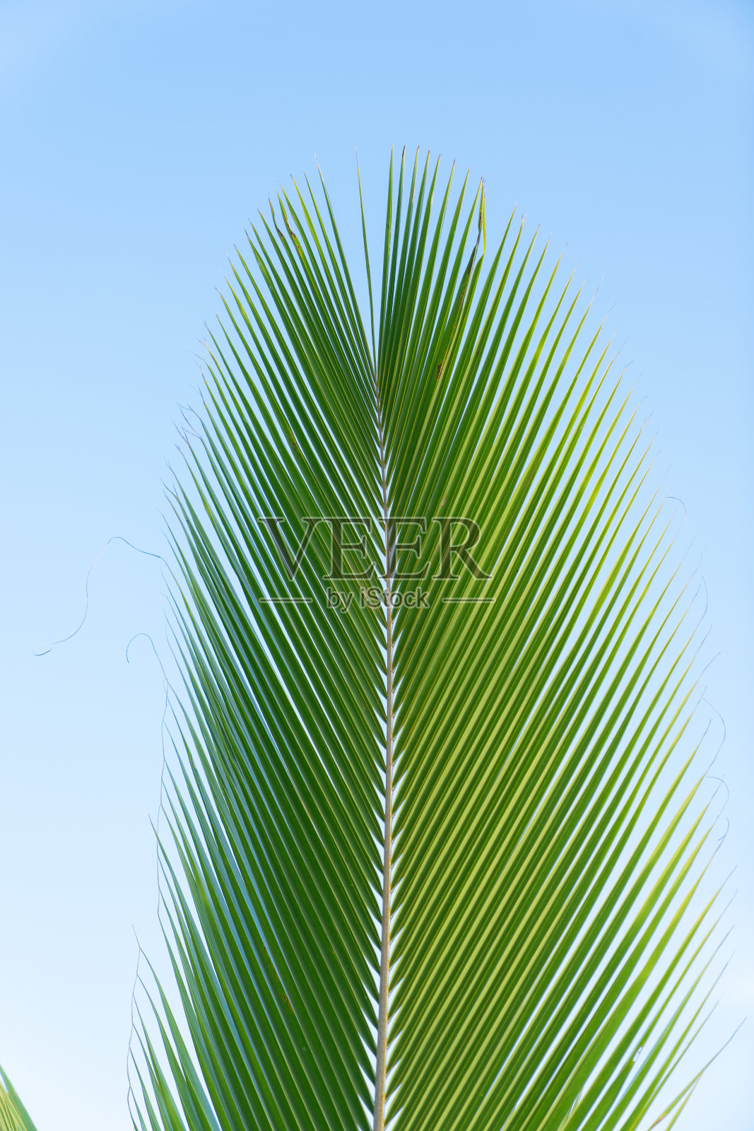 蓝天背景上的棕榈树叶子照片摄影图片
