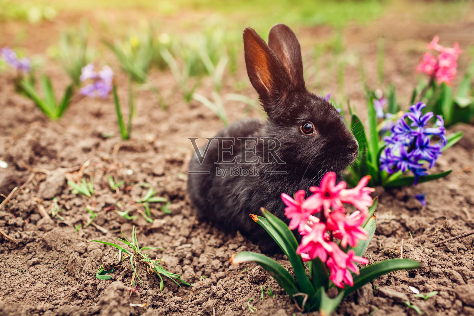 小黑兔坐在花园里的春花中。复活节的概念照片摄影图片
