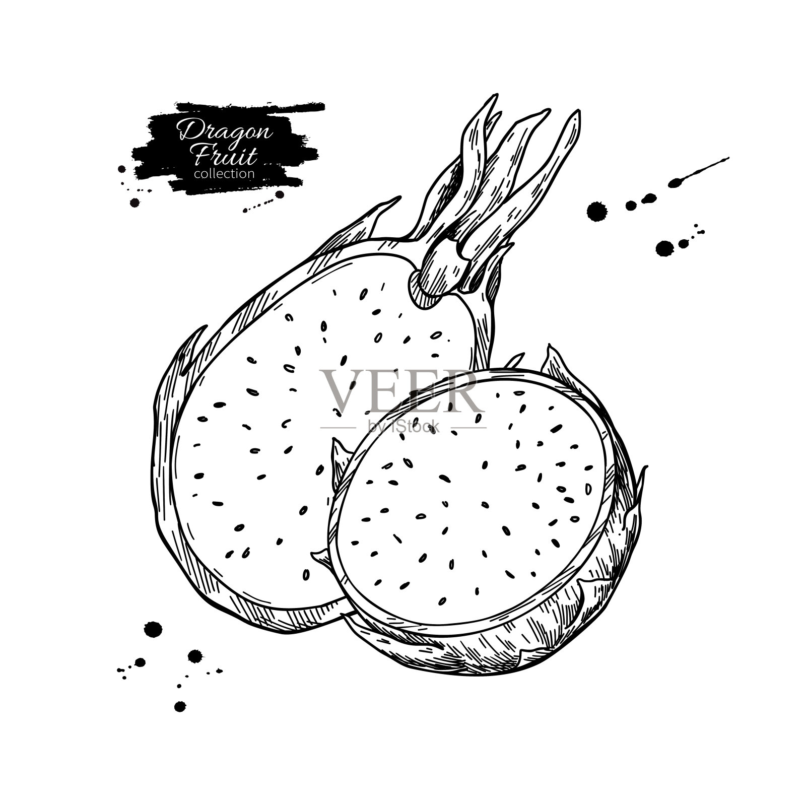 火龙果矢量图。手绘热带食物插图。雕花夏火龙果插画图片素材