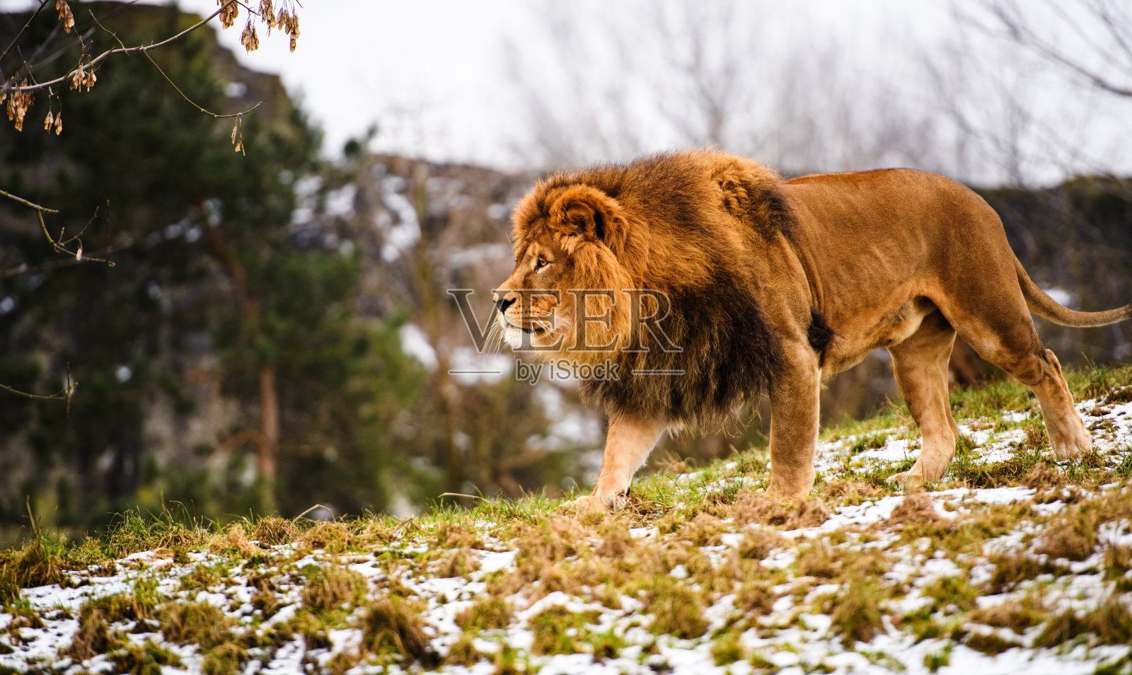 美丽的强大的狮子照片摄影图片