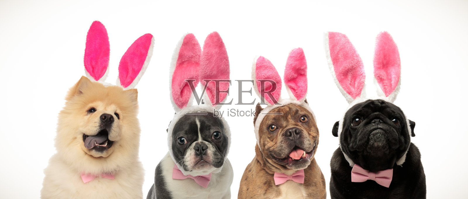 戴着兔子耳朵和领结的狗作为复活节服装照片摄影图片