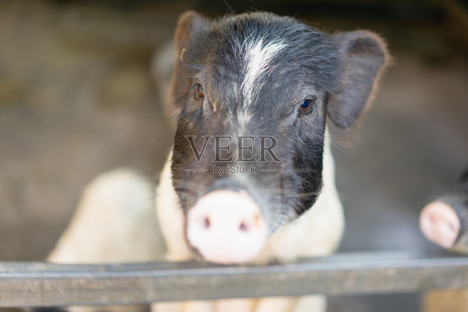 一只小猪，小猪在农场里。猪场里快乐的猪。牲畜饲养。照片摄影图片